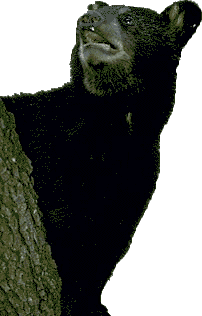 bear1b.jpg (9026 bytes)