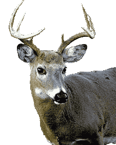 deer1b.jpg (11148 bytes)